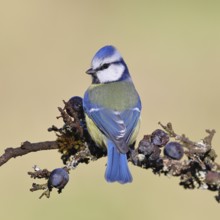 Blue tit (Parus caeruleus), sitting on a branch in a blackthorn bush, (Prunus spinosa), sloes, with