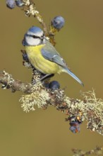 Blue tit (Parus caeruleus), sitting on a branch in a blackthorn bush, (Prunus spinosa), sloes, with
