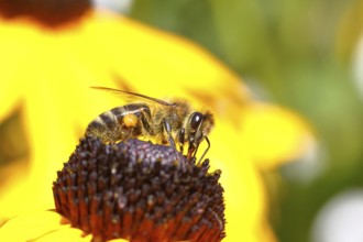 European honey bee (Apis mellifera), collects nectar from a flower of yellow coneflower (Echinacea