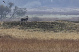 A wolf (Canis lupus) stands on a hill watching deer, watching, hunting, Denmark