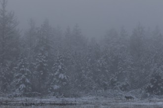 The cold evening fog gives the scene something mystical and a wolf puppy (Canis lupus) wanders