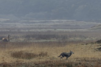 The wolf (Canis lupus) decides on a hunting attempt, but it ends unsuccessfully, hunting, Denmark