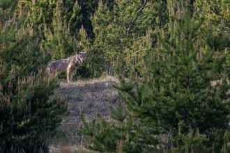 A male wolf (Canis lupus) stands in the light of the evening sun, framed by pine trees on a hill,