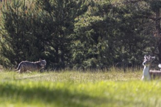 A fallow deer (Dama dama) flees from a wolf (Canis lupus), prey animal, Denmark