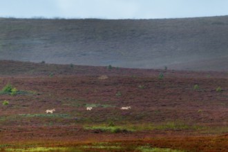 The photo shows typical behavior of wolf puppies (Canis lupus), the animal in the middle is visibly