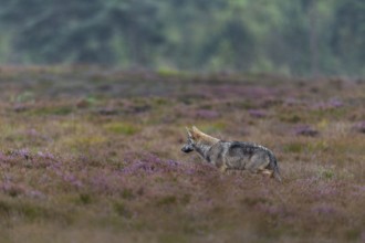 A four-month-old wolf puppy (Canis lupus) hunting for mice between blooming broom heath, heath,