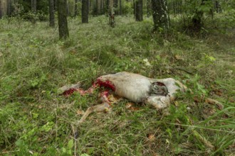 A female deer (Capreolus capreolus) torn by a wolf (Canis lupus), which was captured on the day of