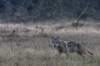 The direct view from the wolf (Canis lupus) is unique and remains an unforgettable experience for