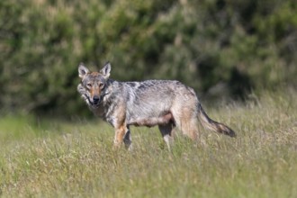 Interested is the wolf fÃ¤he (Canis lupus) at the edge of the forest, mammals, boy rearing, Denmark