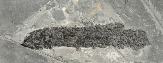 Coelacanth (Gyroptychius sp.), rock, remains of fossil fish with visible scales, excavation,
