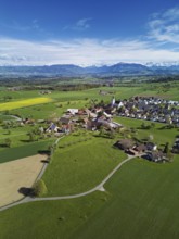 View of town with field of blooming rapeseed, Rigi and the snowy Alps in the back, Beinwil,