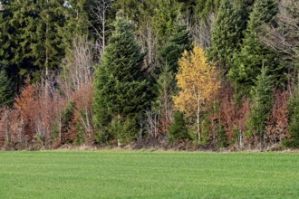 Autumn-colored forest, Beinwil-Freiamt, Canton, Aargau, Switzerland