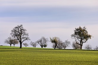 A group of fruit trees above a sea of fog, Brunnwil, Freiamt, Canton, Aargau, Switzerland