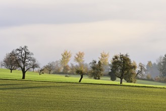Fruit trees in autumn-colored surroundings, Beinwil-Freiamt, Canton, Aargau, Switzerland