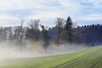 Autumnal forest in fog, Beinwil-Freiamt, Canton, Aargau, Switzerland