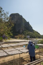 Fishermen with dried squids, Klong Wan, Prachuap Khiri Khan, Prachuap Khiri Khan Province, Central