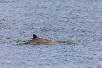 Common porpoise (Phocoena phocoena) in the Little Belt, dorsal fin, LillebÃ¦lt, Denmark