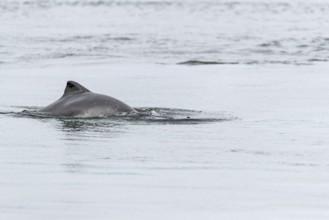 Common porpoise (Phocoena phocoena) hunting for herrings in the Baltic Sea, dorsal fin, Denmark