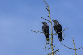 Ravens (Corvus corax) are very callous and talkative birds, couple, treetop, Denmark