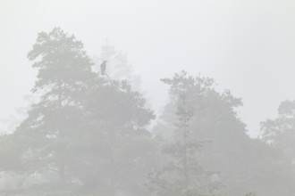 A raven (Corvus corax) sits on a pine tree in fog, Misty, Denmark