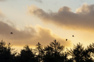 In the first morning light, some ravens (Corvus corax) gather at the edge of the forest, morning