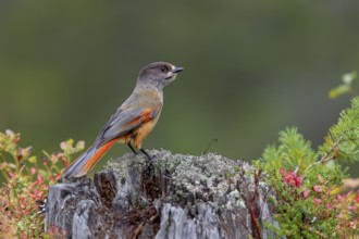 Unlucky shark (Perisoreus infaustus) with well-filled goiter, lichens, tree trunk, Sweden