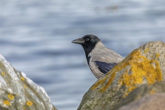 A cloud crow (Corvus cornix) searches for food on the Baltic Sea beach, Denmark