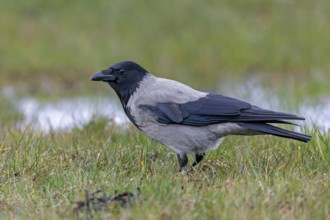 Mist crows (Corvus cornix) are very observant, intelligent birds and sense when observed, Meadow,