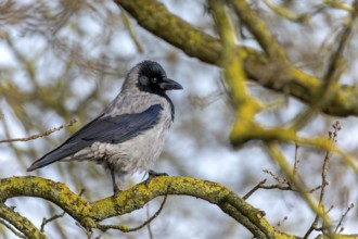 Cloudy crows (Corvus cornix) have very nice plumage on closer inspection, Denmark
