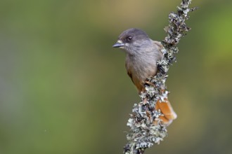 Accidental shark (Perisoreus infaustus) in FulufjÃ¤llet National Park, Lichen Branch, Sweden