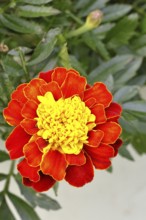 Bright orange blossom of Tagetes student flower (Tagetes erecta) in close-up under sunlight with