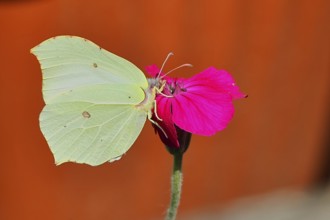 Lemon moth (Gonepteryx rhamny) on crown light clove or vexier clove (Lychnis coronaria), in a