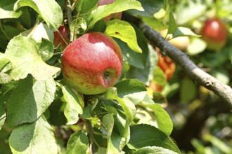 Apple (Malus), red-yellow ripe fruit on a branch of an apple tree, Wilnsdorf, North