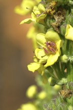 Black mullein (Verbascum nigrum), flowers, inflorescence, detailed view of single flower, in a
