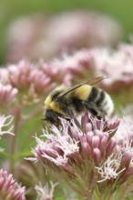 Forest bumblebee (Bombus sylvarum) sitting on common water can (Asteraceae), close-up, Wilnsdorf,