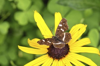Map (Araschnia levana), summer generation, opened wings, on a flower of yellow coneflower