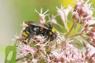 Rock bumblebee (Bombus lapidarius) sitting on common water mist (Asteraceae), afflicted with mites,