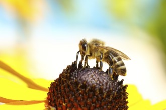 European honey bee (Apis mellifera), collecting nectar from a flower of yellow coneflower