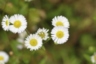 Annual professional herb (Erigeron annuus), white-yellow flowers on the roadside in the field,