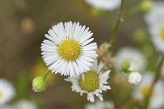 Annual herb (Erigeron annuus), white-yellow flower on the roadside in the field, Wilnsdorf, North