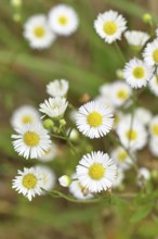 Annual professional herb (Erigeron annuus), white-yellow flowers on the roadside in the field,