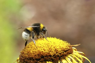 Bumblebee (Bombus terrestris) collecting nectar on a yellow flower of a large telekia (Telekia