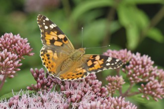 Safflower (Vanessa cardui) on a flower of the common water forest (Asteraceae) on a forest path,
