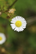 Annual herb (Erigeron annuus), white-yellow flower on the roadside in the field, Wilnsdorf, North
