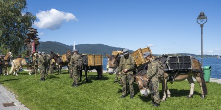 Bundeswehr soldiers with horses, mountain carrier company, soldiers in camouflage uniform, set up