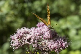 Pearl butterfly (Argynnis indet), butterfly on the flowers of a plant, close-up, wetland, Upper