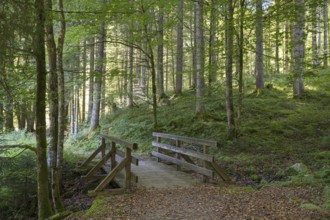 Trail with bridge, deciduous forest on Suttensee, wetland, Mangfall Mountains, Rottach-Egern, Upper