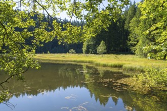 Landscape near Suttensee, wetland, Mangfall Mountains, Rottach-Egern, Upper Bavaria, Bavaria,