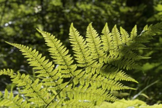 Fern in backlight, close-up, Upper Bavaria, Bavaria, Germany