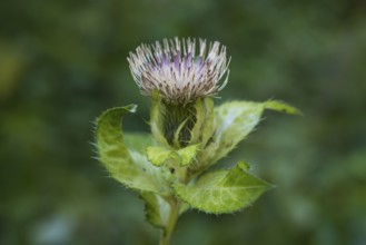 Close-up of a thistle, Upper Bavaria, Bavaria, Germany
